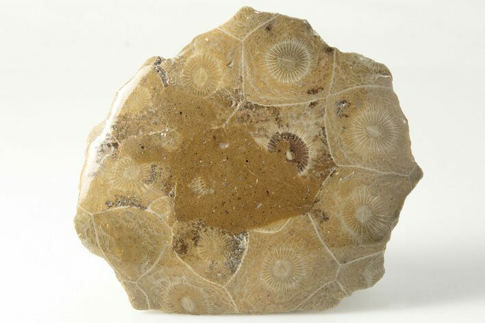 Polished Fossil Coral (Actinocyathus) Head - Morocco #202535